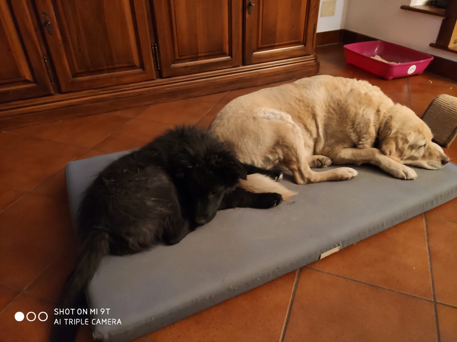 Nova Coop, colletta alimentare per gli amici animali