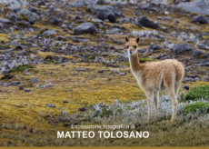 La Guida - Gli animali selvatici da tutto il mondo nelle fotografie di Matteo Tolosano al centro Alevè