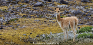 La Guida - Gli animali selvatici da tutto il mondo nelle fotografie di Matteo Tolosano al centro Alevè