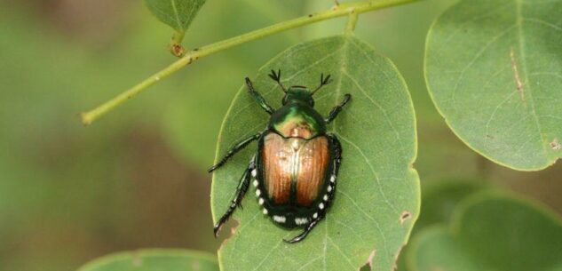 La Guida - Dalla Regione Piemonte due milioni di euro per contrastare la Popilia Japonica