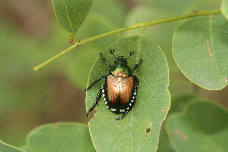 Popilia Japonica