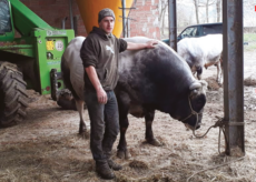 La Guida - La transumanza in Valle Maira, tra tradizione e nuove generazioni