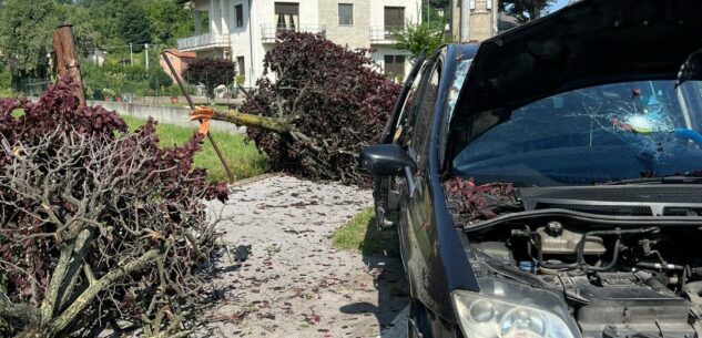 La Guida - Esce di strada in corso Trieste e abbatte due piante