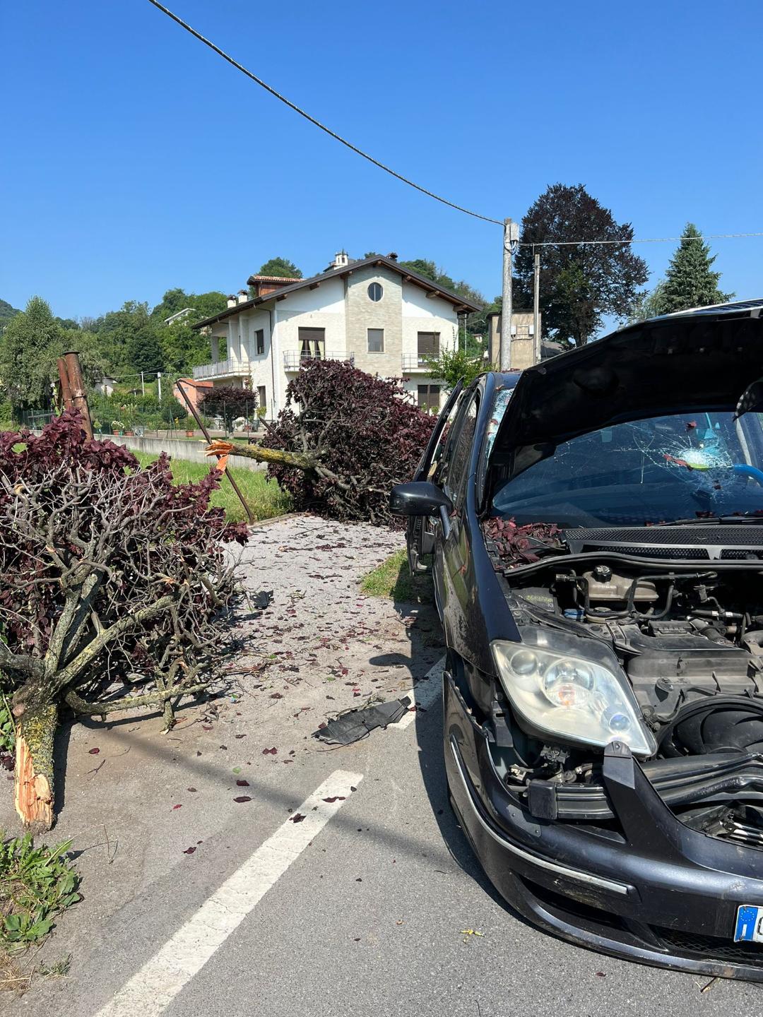 Esce di strada in corso Trieste e abbatte due piante