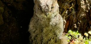 Un piccolo assiolo caduto dal nido a Cuneo La Guida - Un piccolo assiolo caduto dal nido a Cuneo