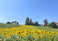 La Guida - Chiusa Pesio, in piena fioritura il campo dei girasoli sulla riva dei campi sportivi