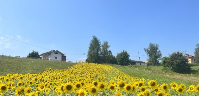 La Guida - Chiusa Pesio, in piena fioritura il campo dei girasoli sulla riva dei campi sportivi