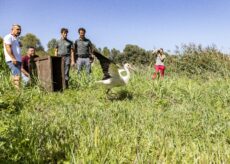 La Guida - È stata liberata una cicogna recuperata dal Cras di Bernezzo