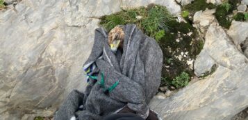 La Guida - Recuperata una giovane aquila intrappolata in un pozzo in zona Marguareis