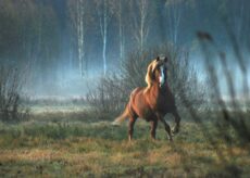 La Guida - Cade da cavallo su un sentiero nei pressi del Colle della Perla