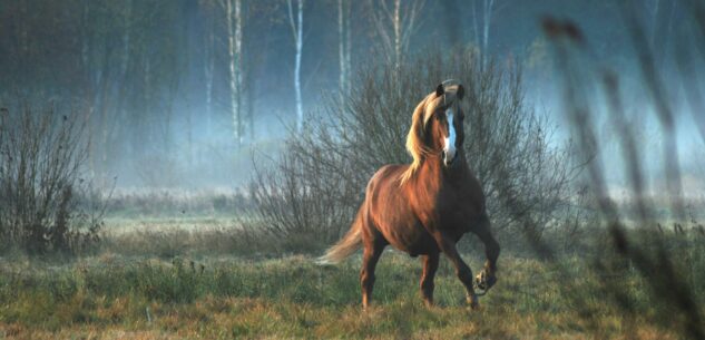 La Guida - Cade da cavallo su un sentiero nei pressi del Colle della Perla