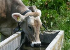 La Guida - Una mucca fuori stalla e ruggini tra vicini di casa in tribunale