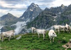 La Guida - “La mia Piemontese”, concorso fotografico per la mostra nazionale