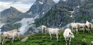 La Guida - “La mia Piemontese”, concorso fotografico per la mostra nazionale