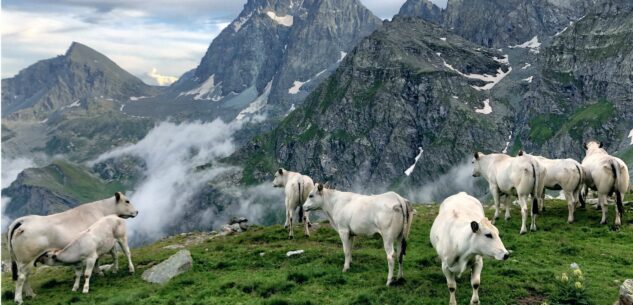 La Guida - “La mia Piemontese”, concorso fotografico per la mostra nazionale