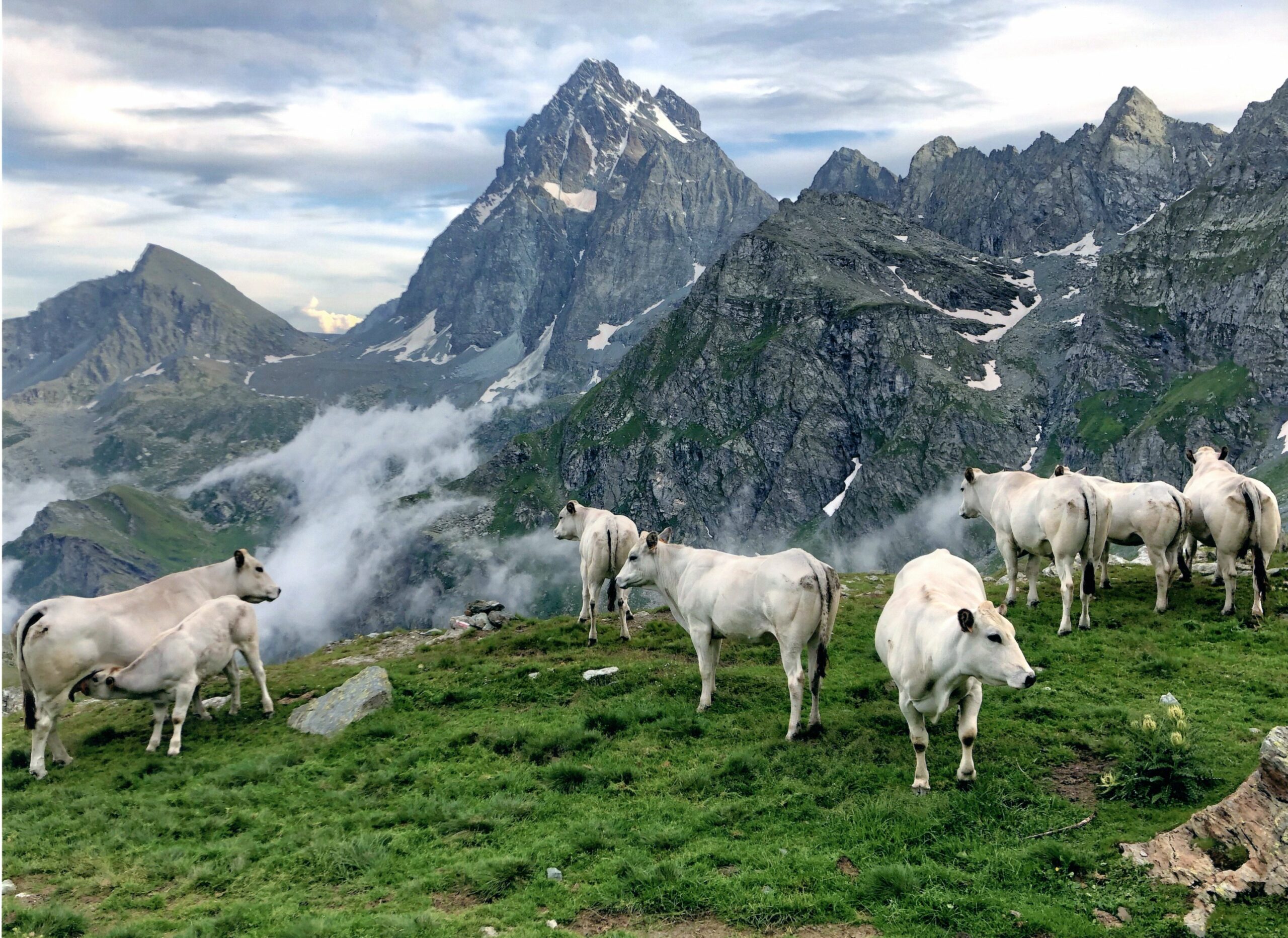 “La mia Piemontese”, concorso fotografico per la mostra nazionale
