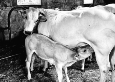 La Guida - Aperte le iscrizioni al concorso fotografico “La mia Piemontese”