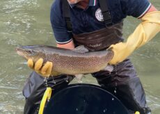 La Guida - Lancio di trote marmorate nel fiume Stura a Fossano