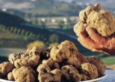 La Guida - Scatta la “cerca” del tartufo in tutto il Piemonte