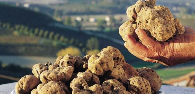 La Guida - Da domani scatta la “cerca” del tartufo in tutto il Piemonte