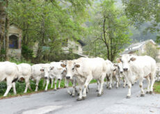 La Guida - Prato Nevoso, la montagna e l’allevamento con “Caluma el vache”