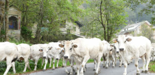 La Guida - Prato Nevoso, la montagna e l’allevamento con “Caluma el vache”