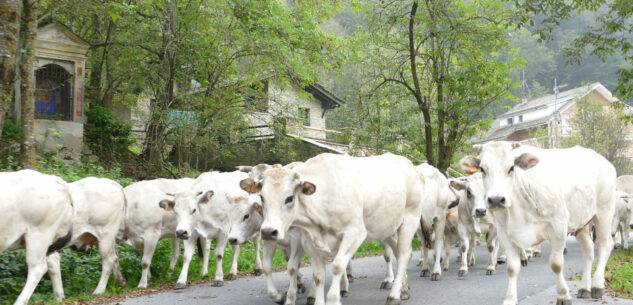 La Guida - Prato Nevoso, la montagna e l’allevamento con “Caluma el vache”