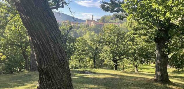 La Guida - Castagne, un’annata pesantissima per i boschi del cuneese