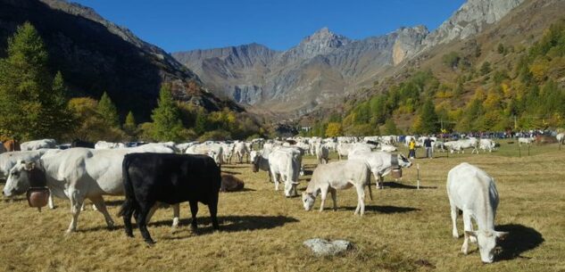 La Guida - A Bellino torna la “Fiero dei Des”