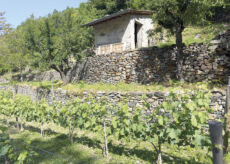 La Guida - Dopo la tempesta La Brigue rinasce con i vigneti