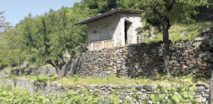 Dopo la tempesta La Brigue rinasce con i vigneti La Guida - Dopo la tempesta La Brigue rinasce con i vigneti