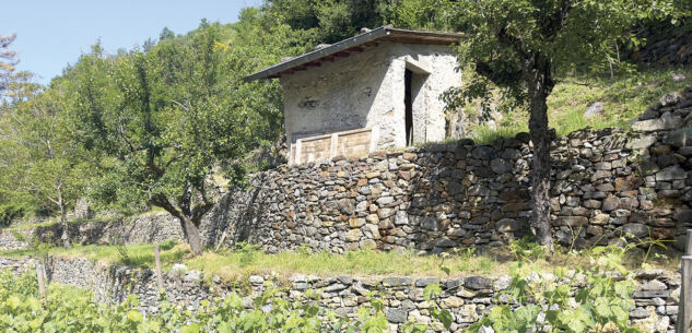 La Guida - Dopo la tempesta La Brigue rinasce con i vigneti