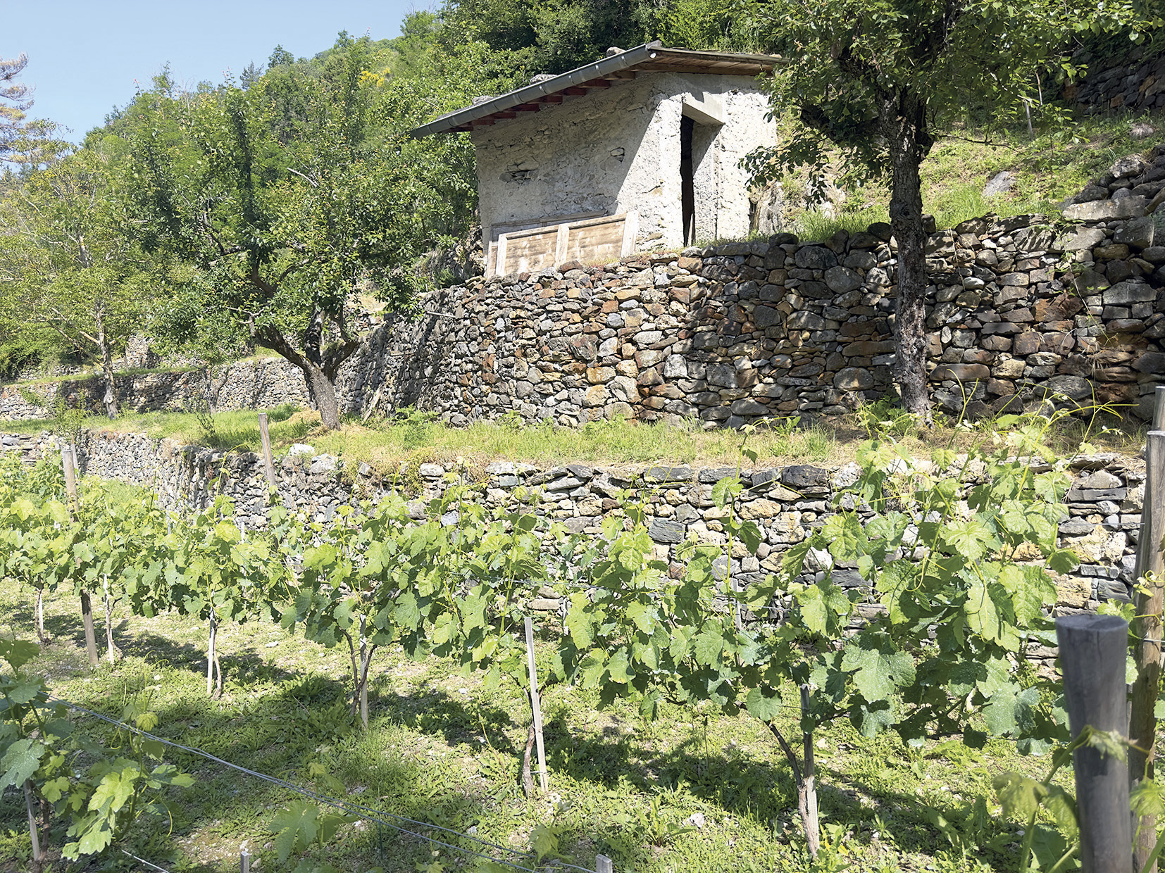 LA BRIGUE VIGNETO G. BERNARDI