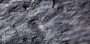 Orme di rettili preistorici nella Valle delle Meraviglie La Guida - Orme di rettili preistorici nella Valle delle Meraviglie