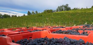 La Guida - Caldarroste e vino con la Cantina Produttori in Clavesana