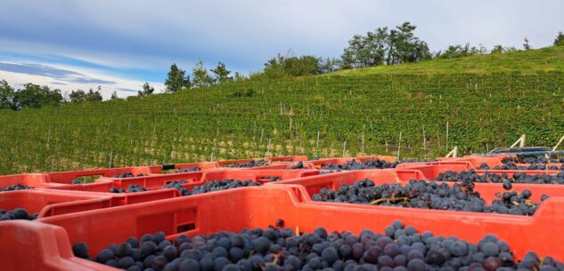 La Guida - Caldarroste e vino con la Cantina Produttori in Clavesana