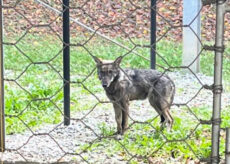 La Guida - Cucciolo di lupo recuperato a Demonte