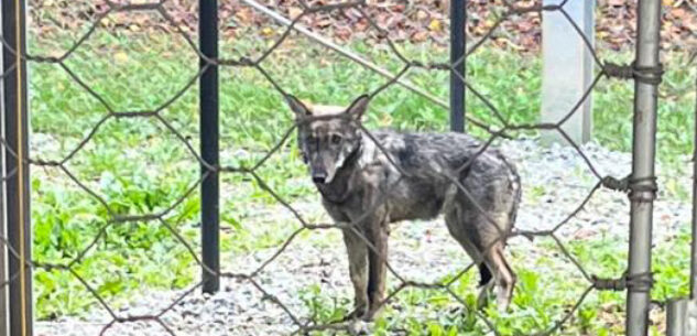 La Guida - Cucciolo di lupo recuperato a Demonte