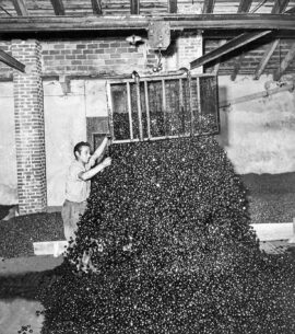 Lavorazione delle castagne negli stabilimenti della Seca