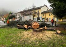 La Guida - Boves, abbattuto un vecchio cedro in piazza Caduti