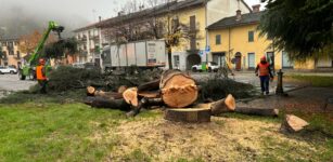 La Guida - Boves, abbattuto un vecchio cedro in piazza Caduti
