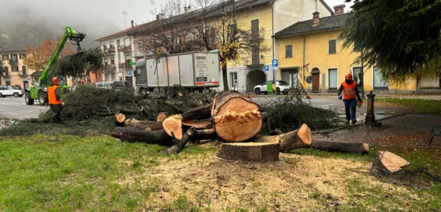 La Guida - Boves, abbattuto un vecchio cedro in piazza Caduti