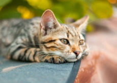 La Guida - Saluzzo, imparare a conoscere il linguaggio del gatto