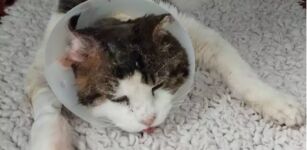 La Guida - Borgo, il Comune cerca casa per un gatto