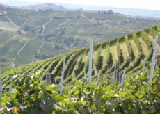 La Guida - Conoscere il Barbaresco, alla scoperta di nuovi “cru” a Treiso