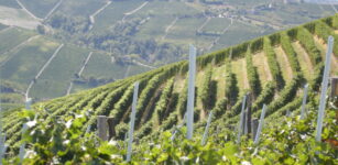 Conoscere il Barbaresco, alla scoperta di nuovi “cru” a Treiso La Guida - Conoscere il Barbaresco, alla scoperta di nuovi “cru” a Treiso