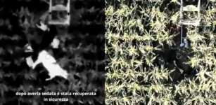 La Guida - Mucca “in fuga” individuata e recuperata grazie all’uso di un drone (video)