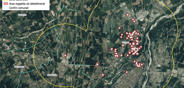 La Guida - Tarlo asiatico, iniziano i monitoraggi a Cuneo, Bernezzo, Caraglio e Cervasca