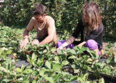 La Guida - Contributi regionali per l’insediamento di giovani agricoltori