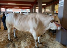 La Guida - Oggi, domenica 15, ultimo giorno della Fiera del Bue grasso di Carrù